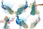 Watercolor Peacock Clipart