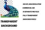 cute peacock Clipart